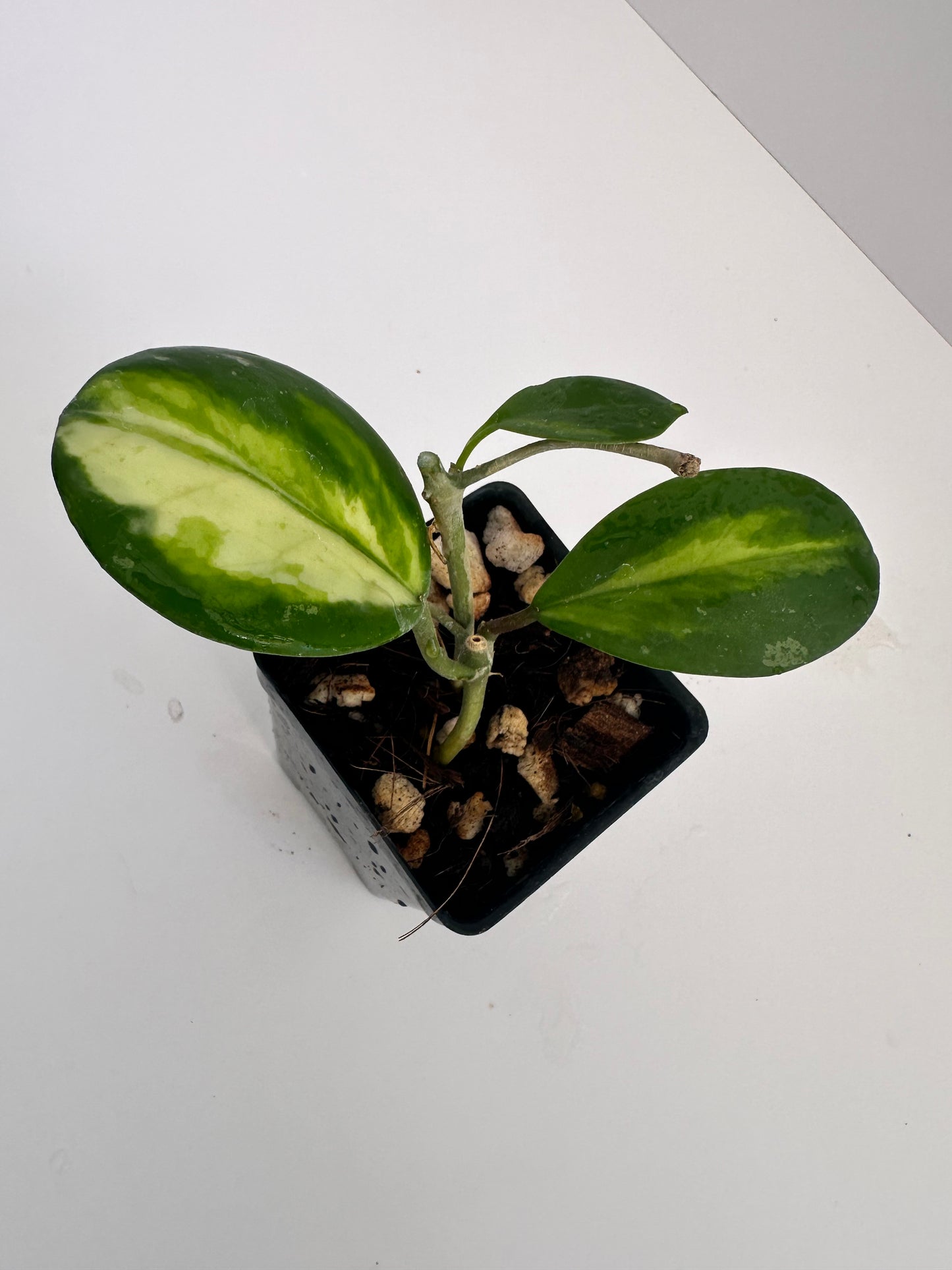 Hoya obovata (inner variegated)