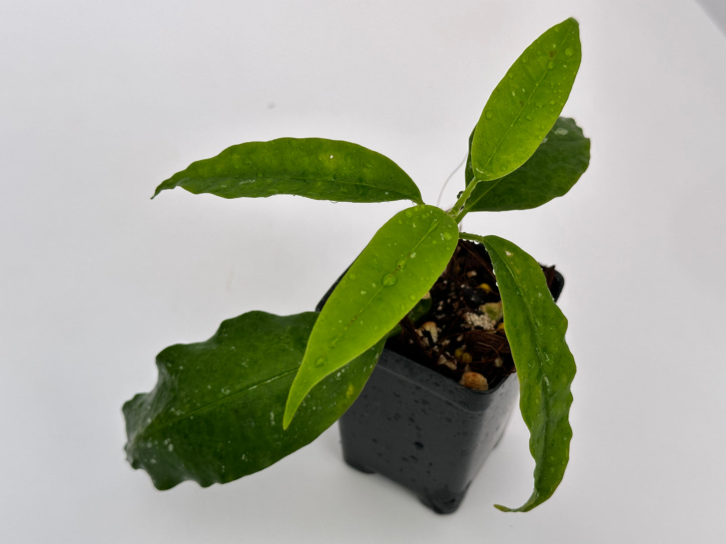 Hoya lockii (white)