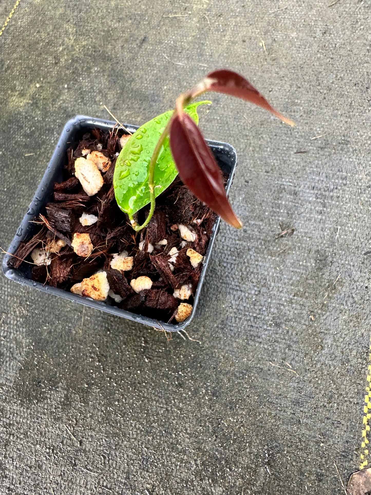 Hoya chloroleuca