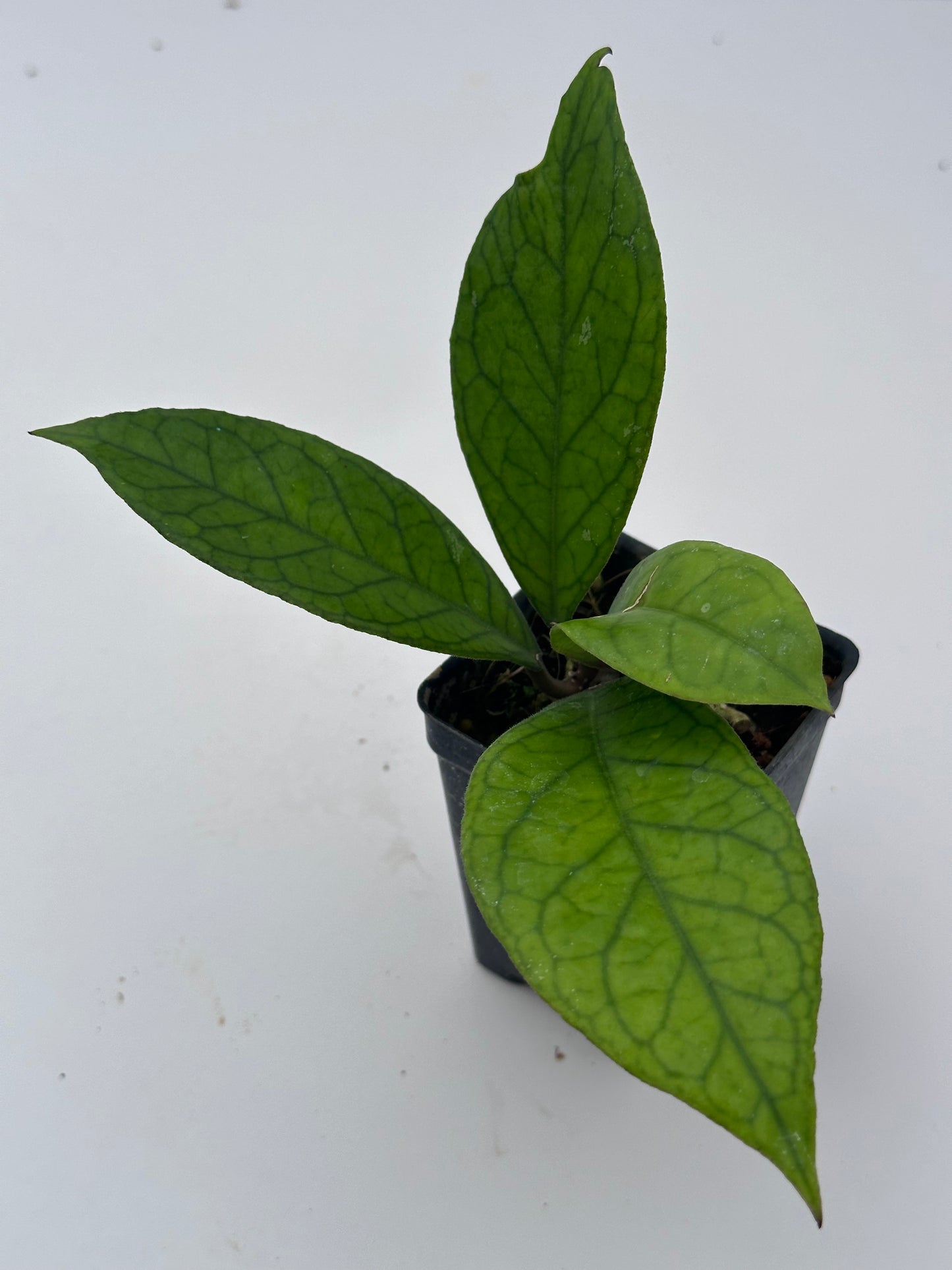 Hoya sp. Aceh (large leaves)