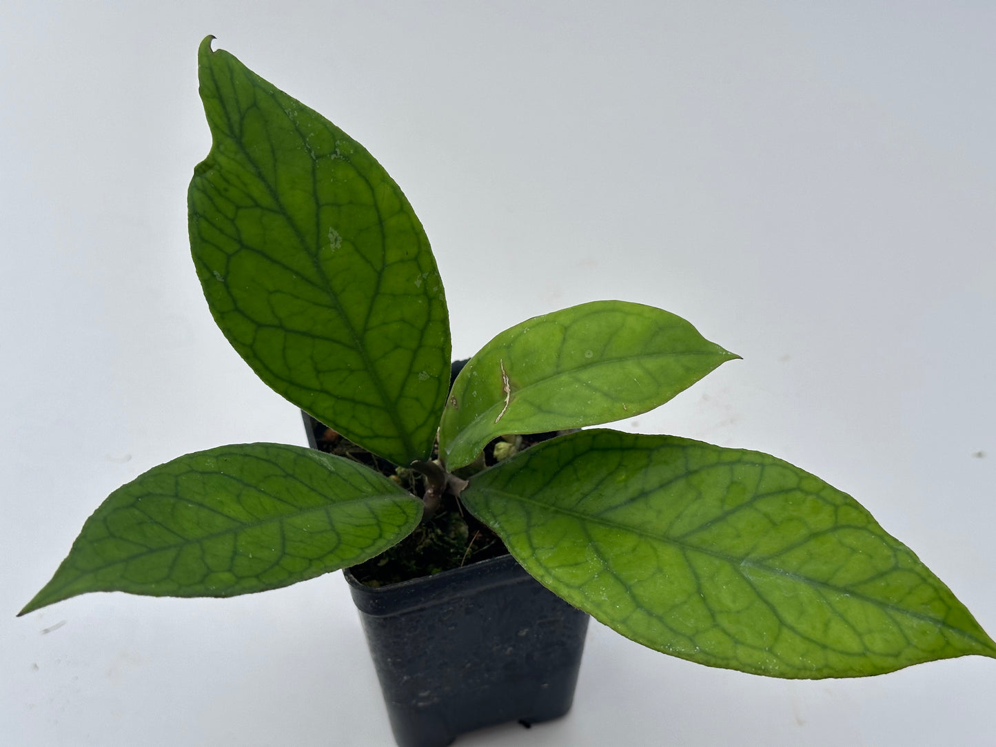 Hoya sp. Aceh (large leaves)