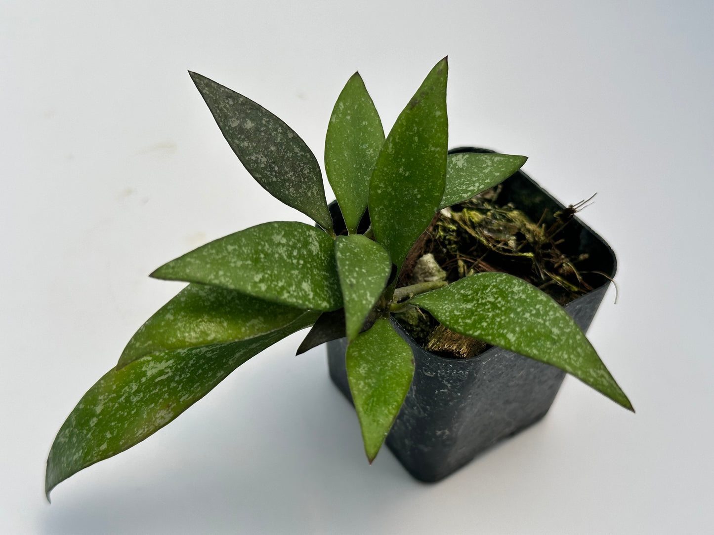 Hoya parviflora