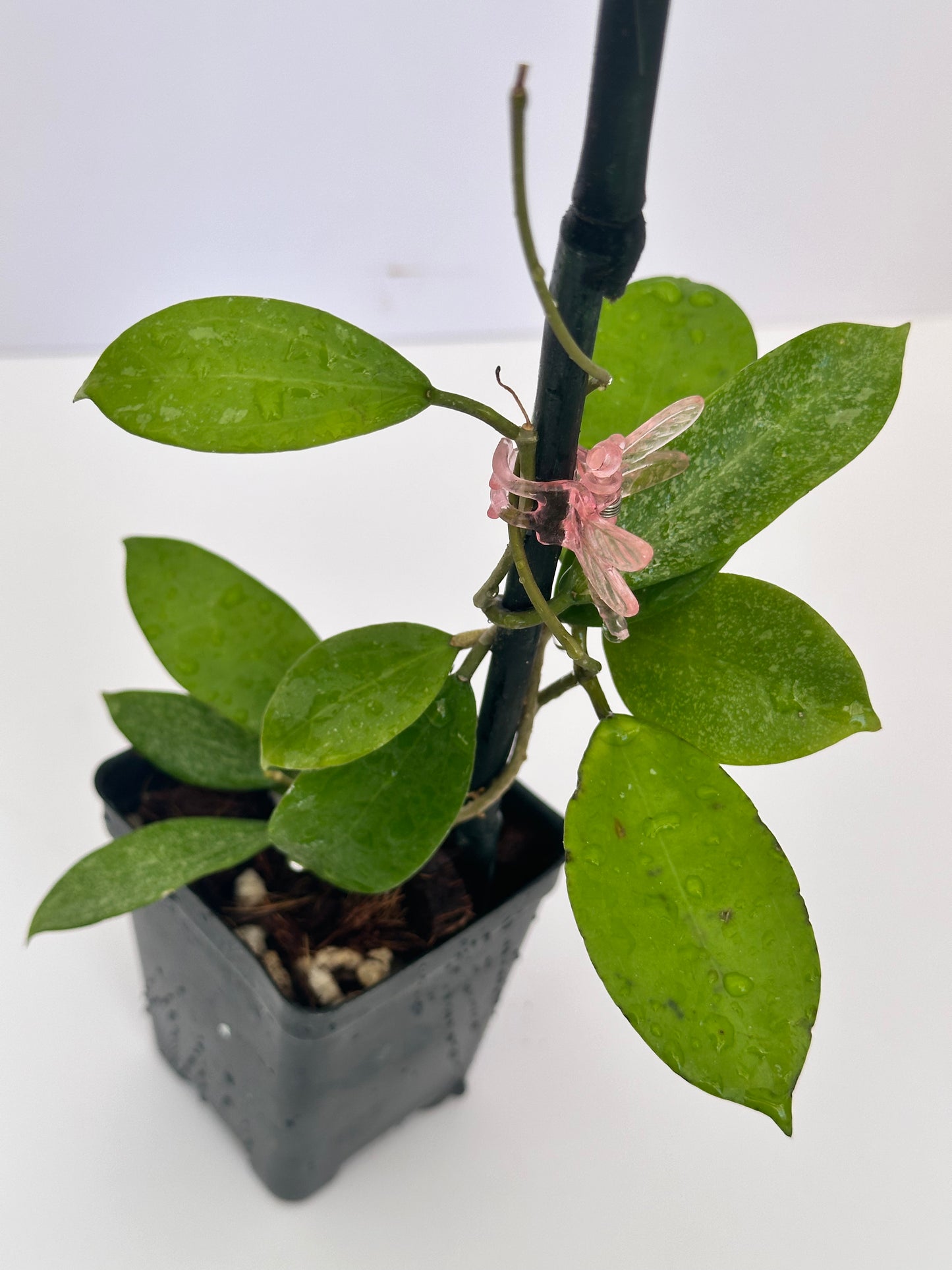 Hoya MB001 x samaoensis