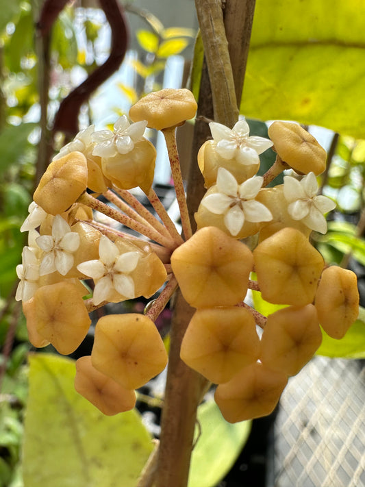 Hoya sp. Borneo