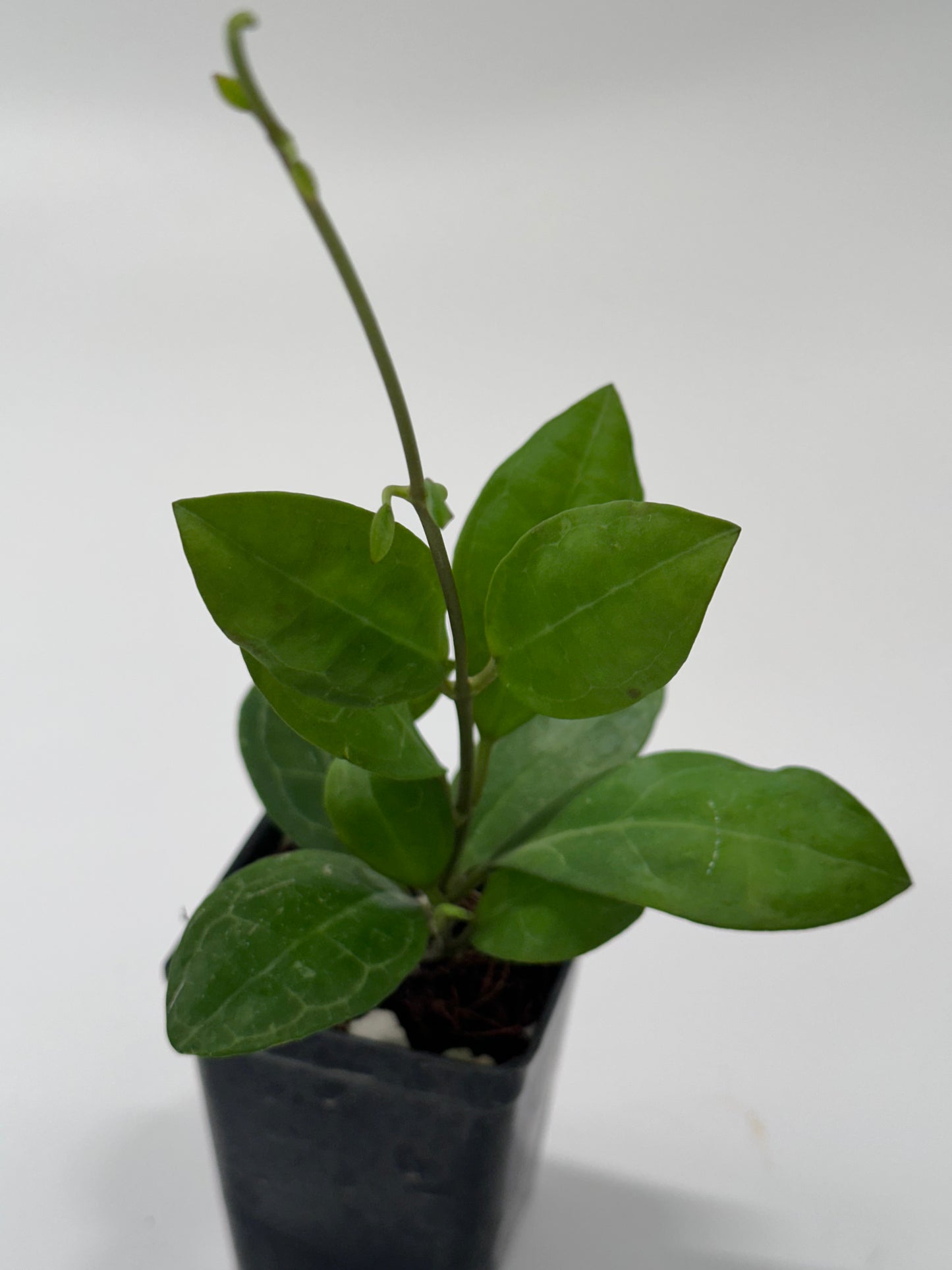 Hoya elliptica