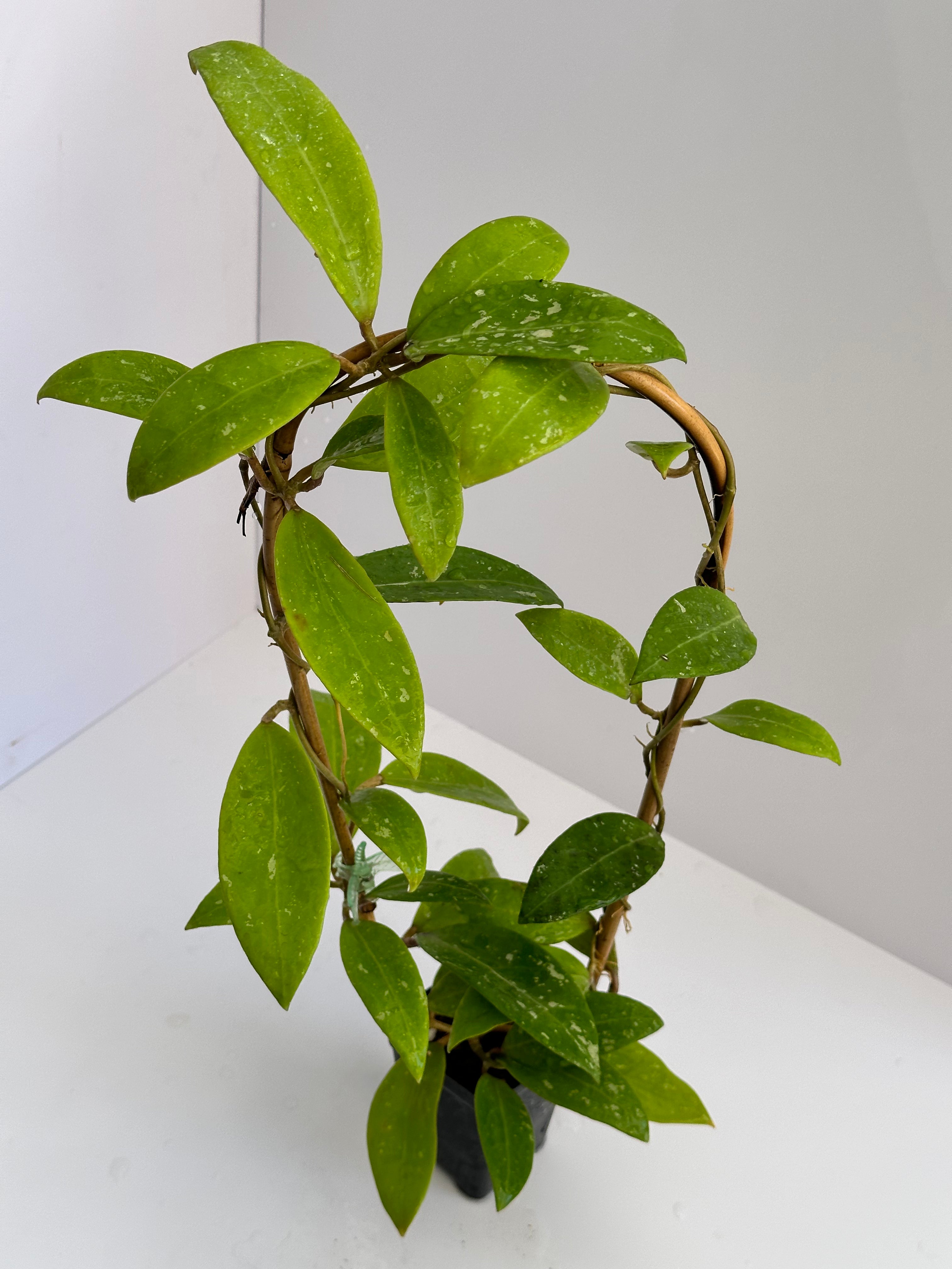 Hoya sp. Bangpla (three spotted leaves) – Nest Tropicals