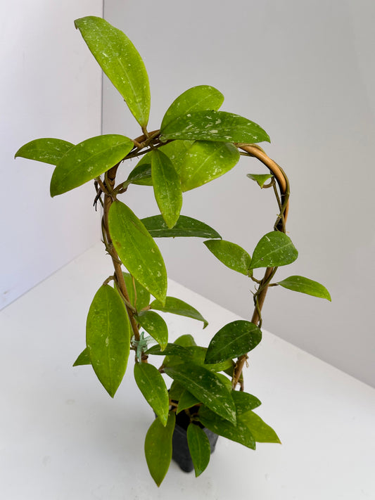 Hoya sp. Bangpla (three spotted leaves)