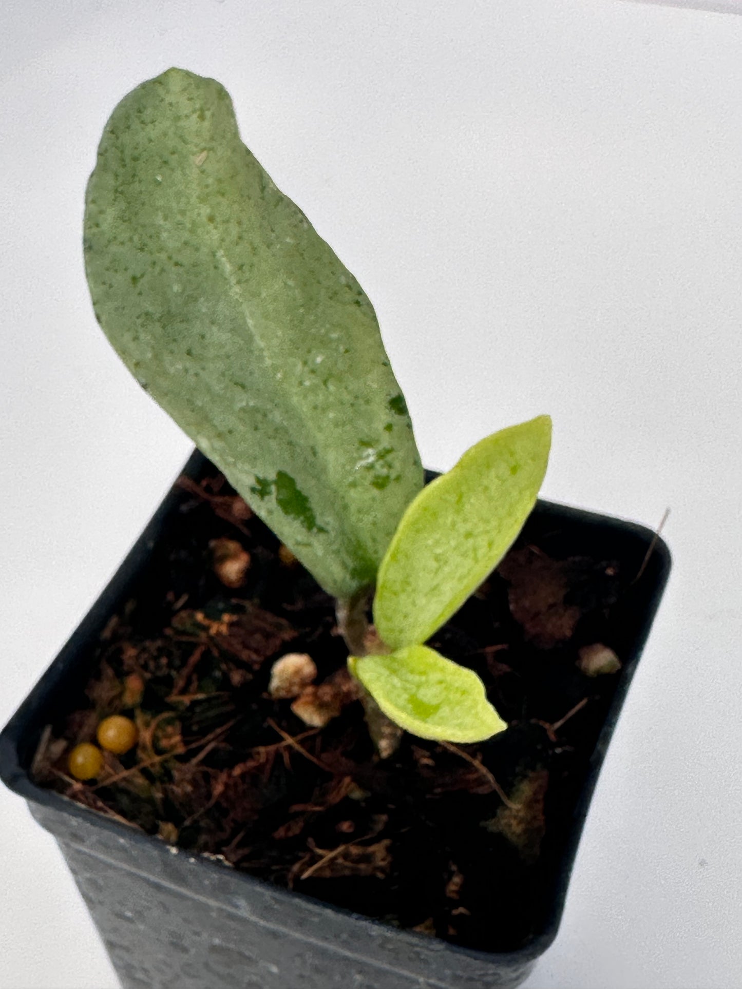 Hoya carnosa ‘Grey Ghost’