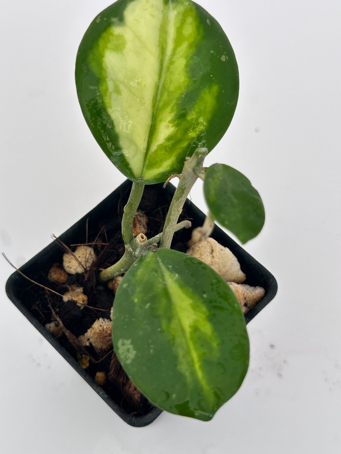 Hoya obovata (inner variegated)