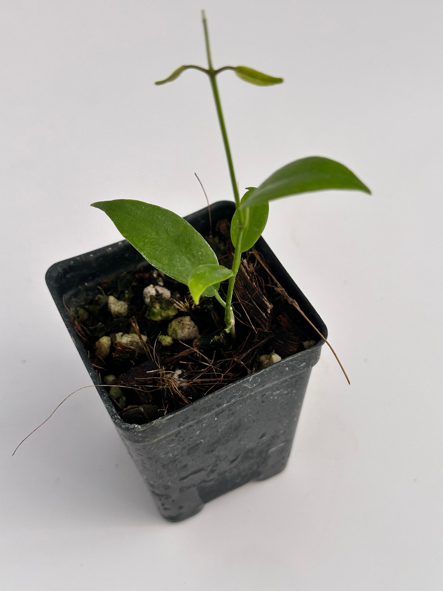 Hoya megalantha