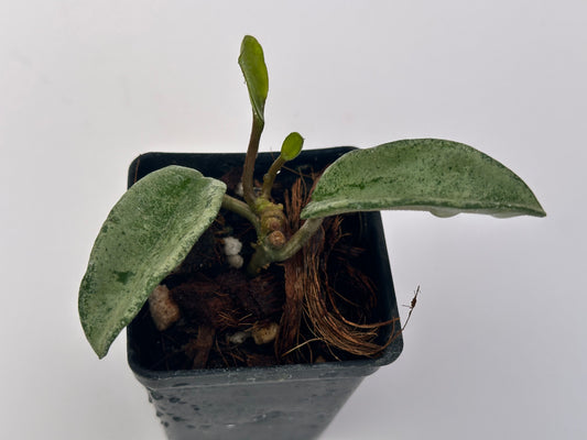 Hoya carnosa ‘Grey Ghost’