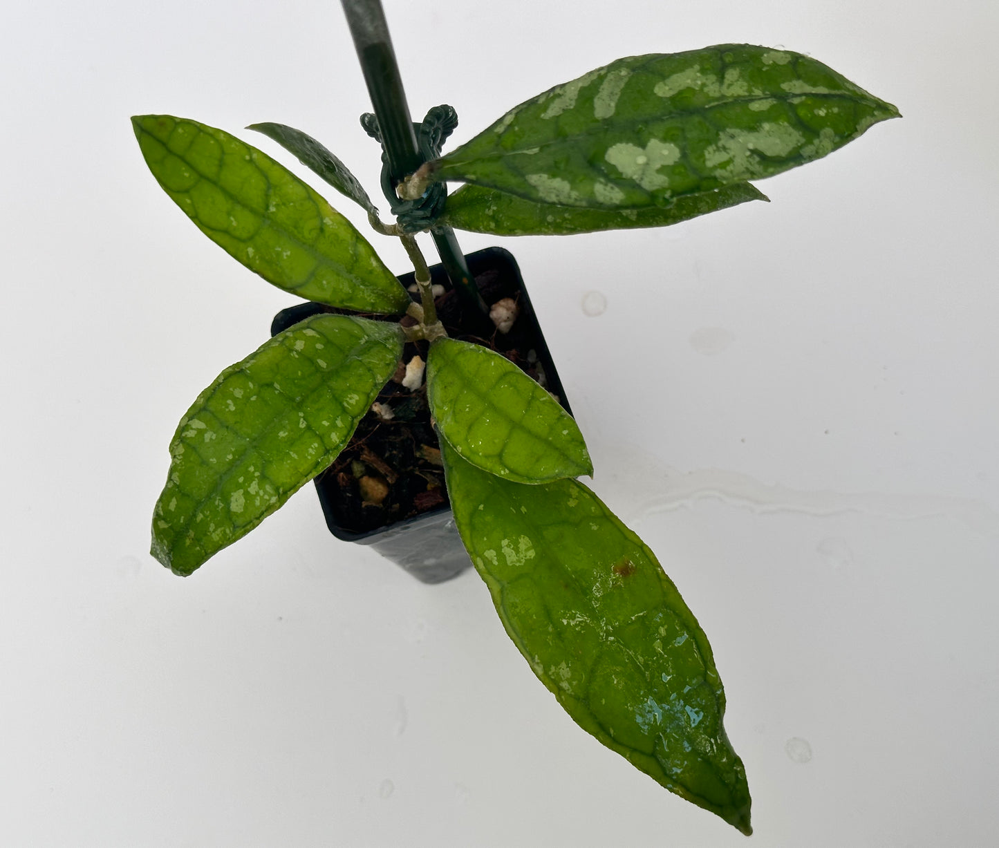Hoya finlaysonii (black leaves, splash)