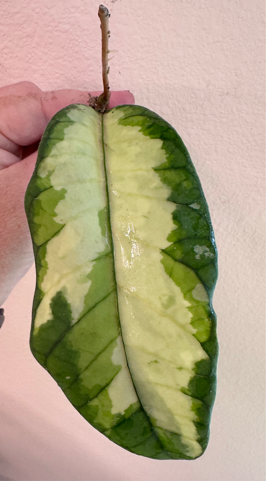 Hoya sp. Aceh ‘Ladia Galaska’