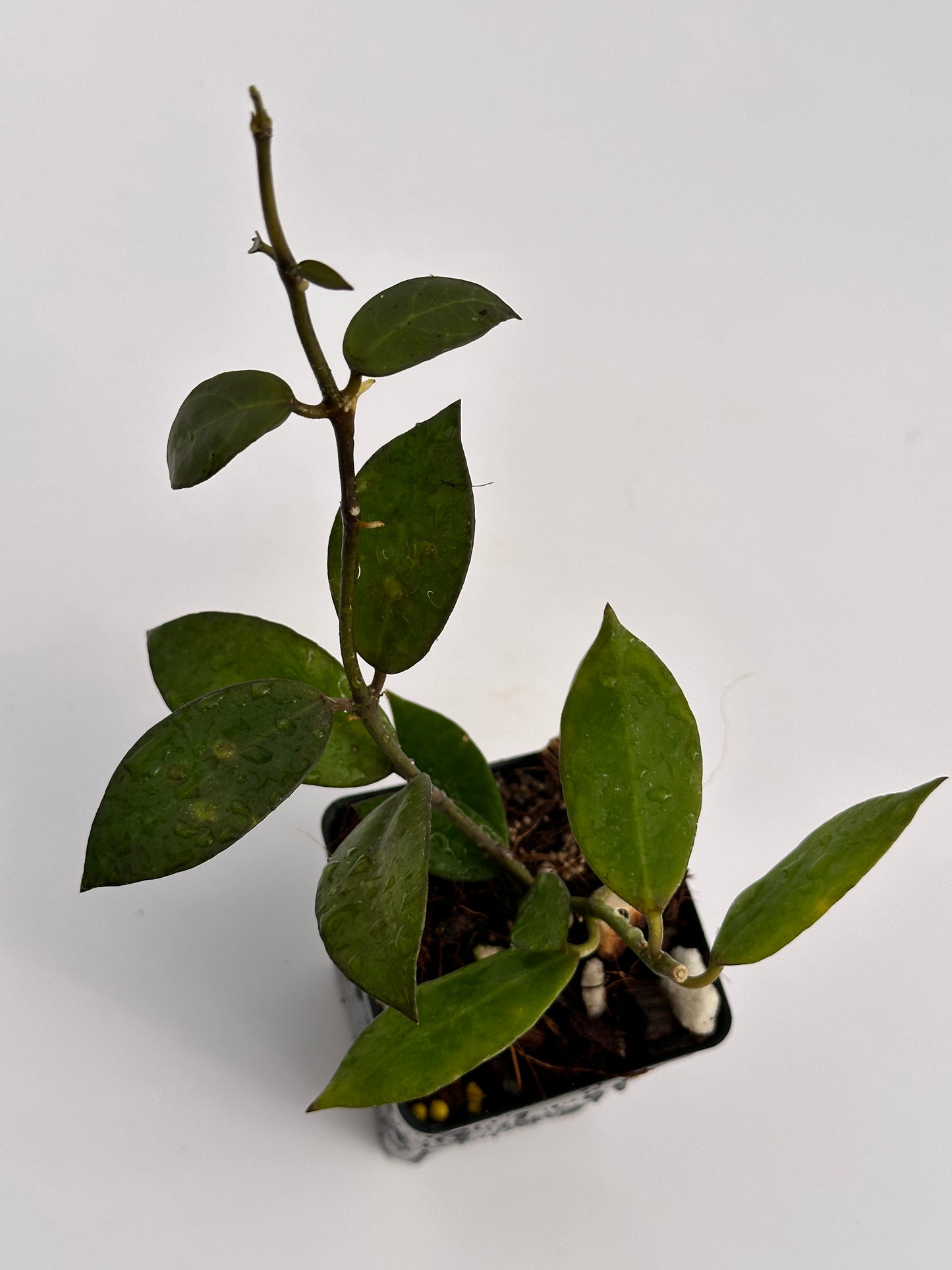 Hoya lacunosa (big leaves)