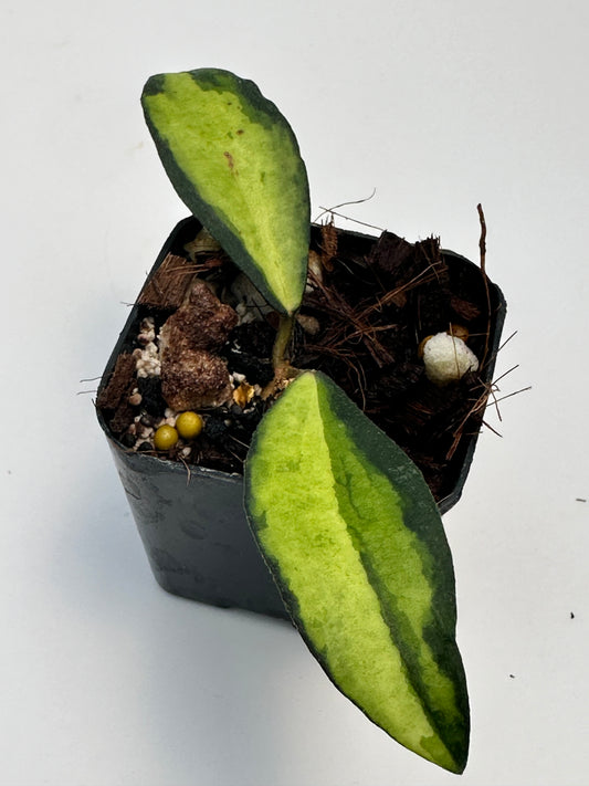 Hoya phuwuaensis (variegated)