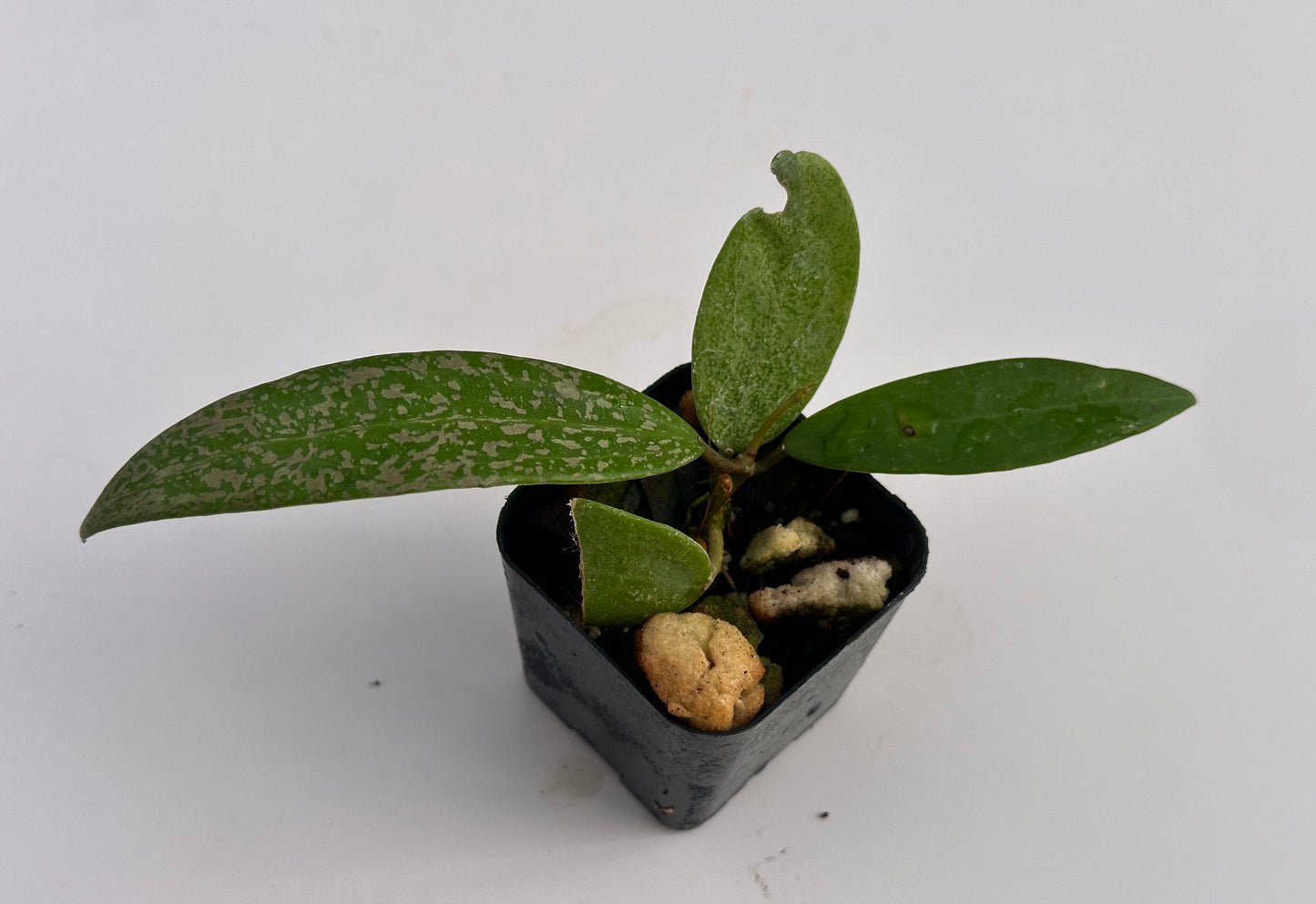 Hoya sp. Indonesia (splash)