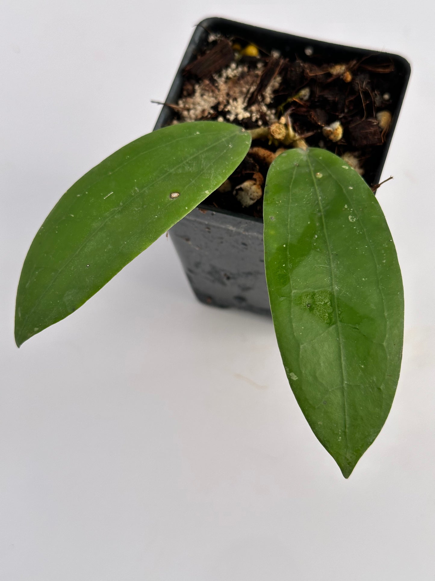 Hoya erythrina (pink) x verticillata