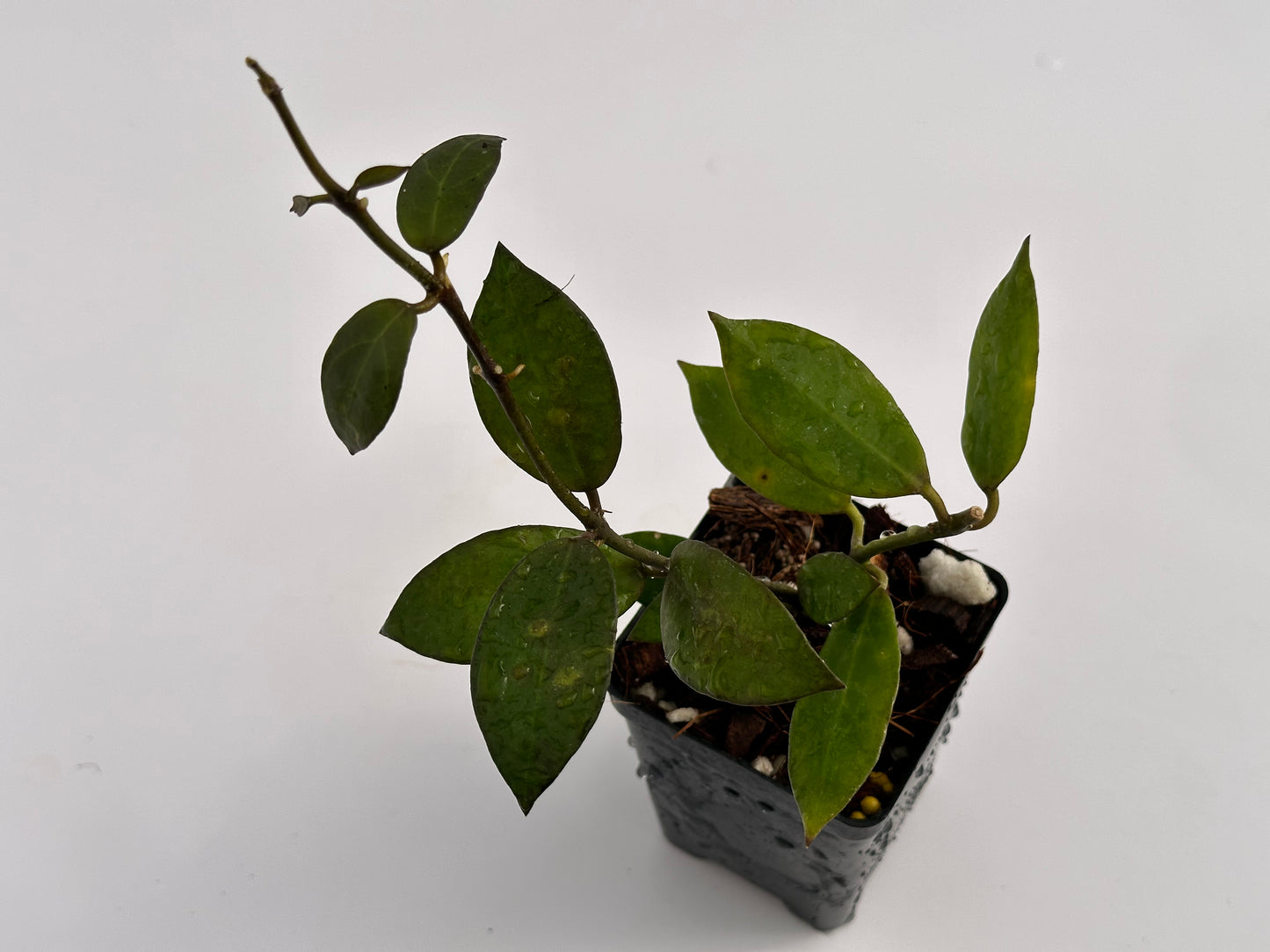 Hoya lacunosa (big leaves)