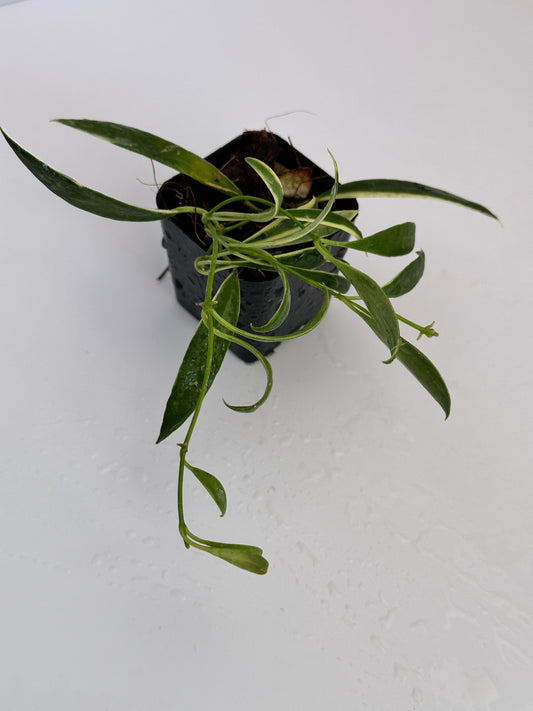 Hoya tsangii (outer variegated)