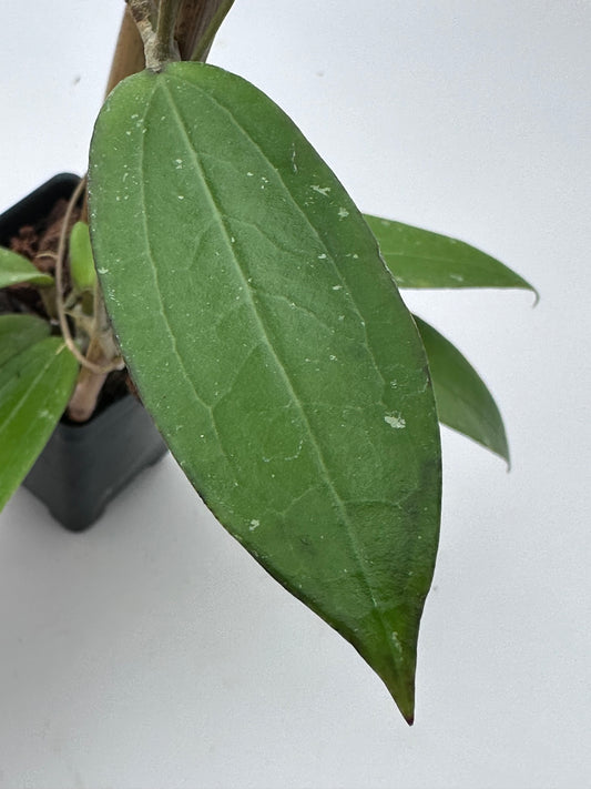 Hoya erythrina (pink) x verticillata