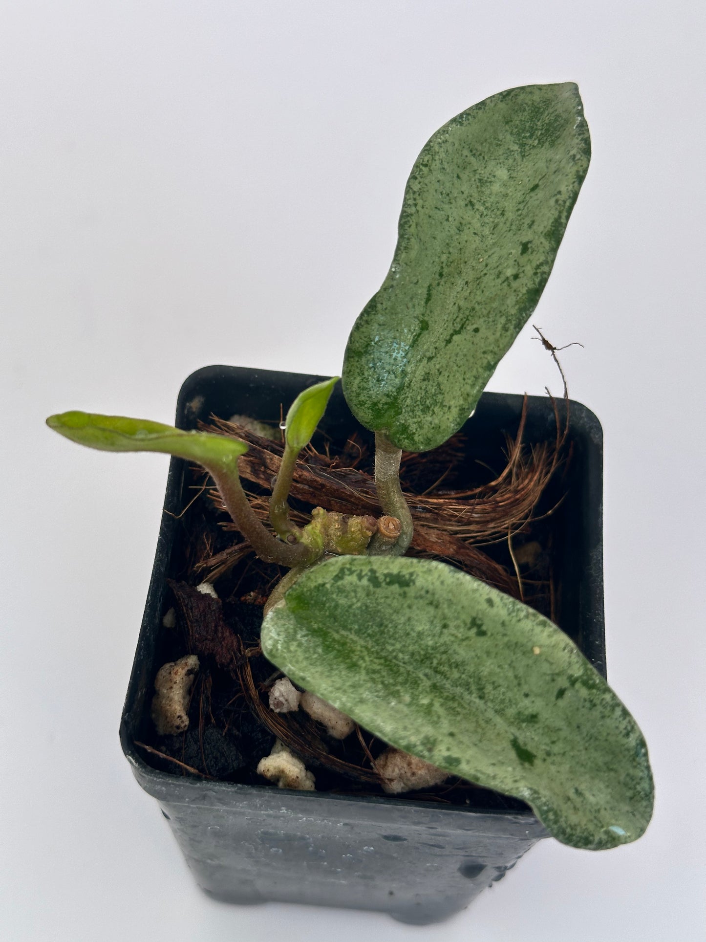 Hoya carnosa ‘Grey Ghost’