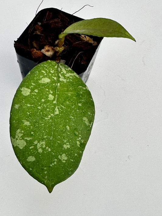 Hoya crassipetiolata x ‘Michele’ RSLH 10-09