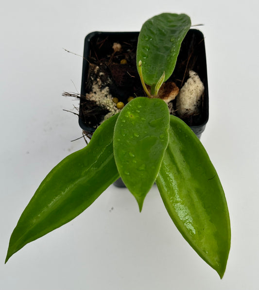 Hoya vangviengiensis LT 10-076