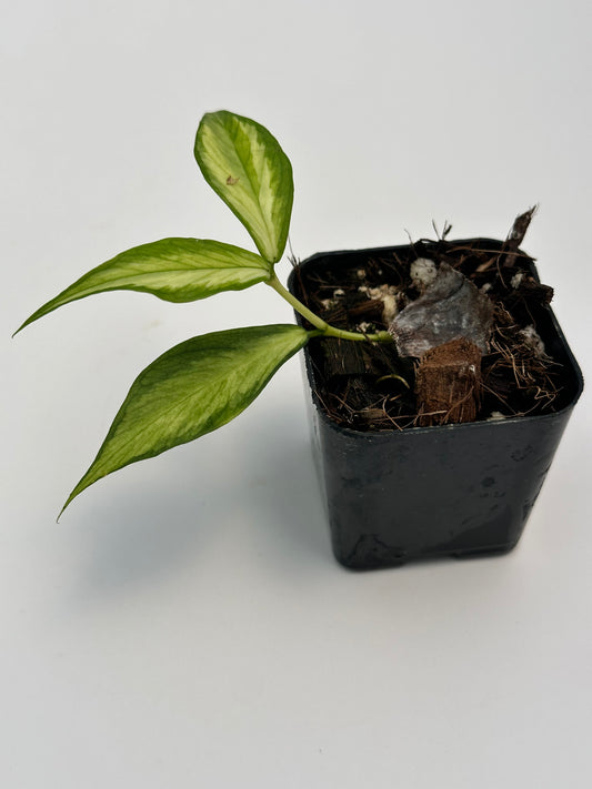 Hoya polyneura (inner variegated)