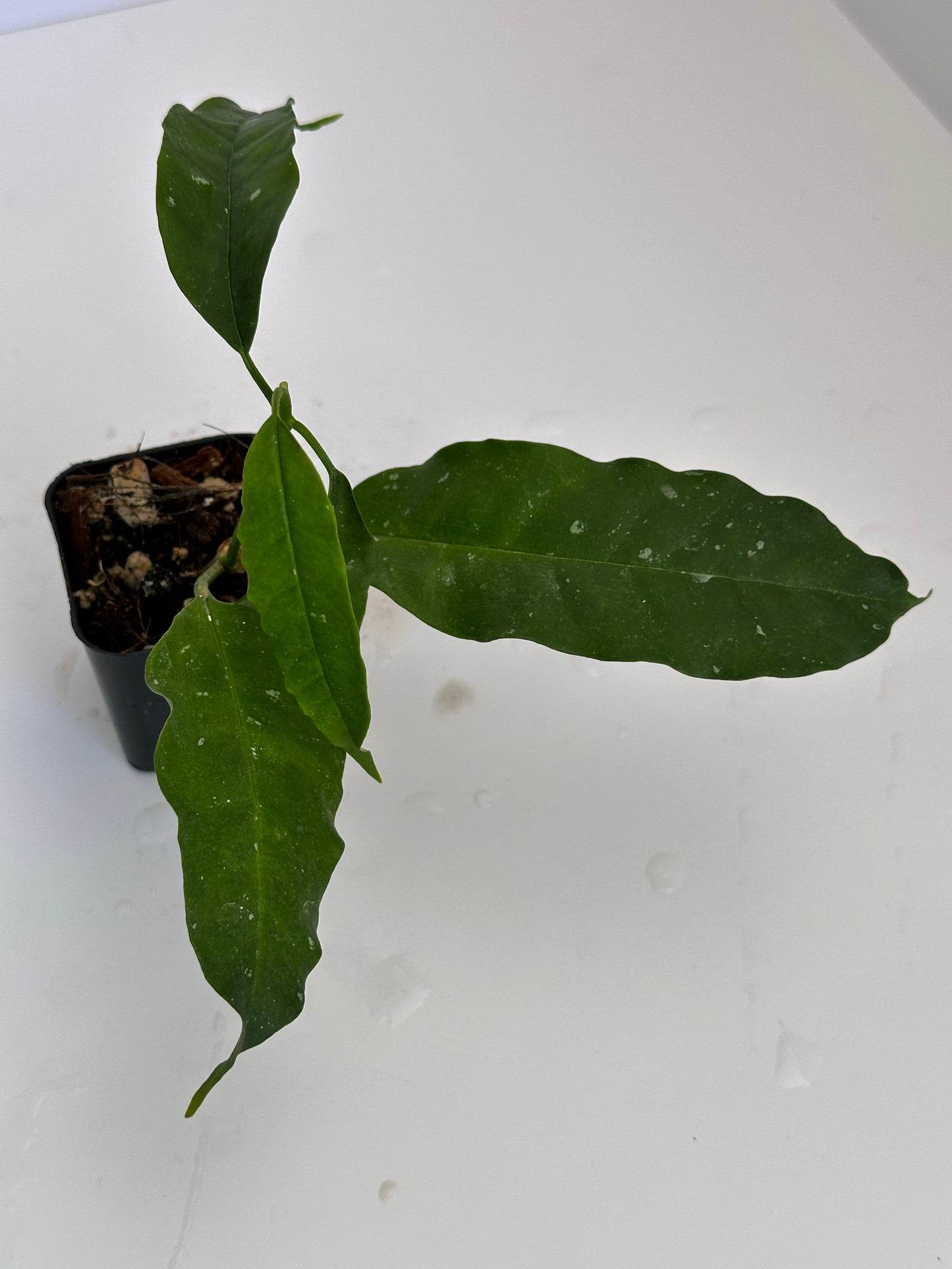 Hoya lockii (white)
