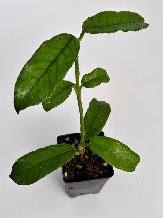 Hoya villosa Myanmar