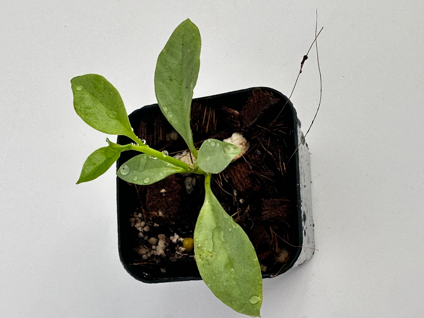 Hoya multiflora ‘WonderPhil’