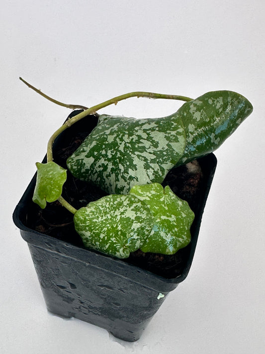 Hoya imbricata