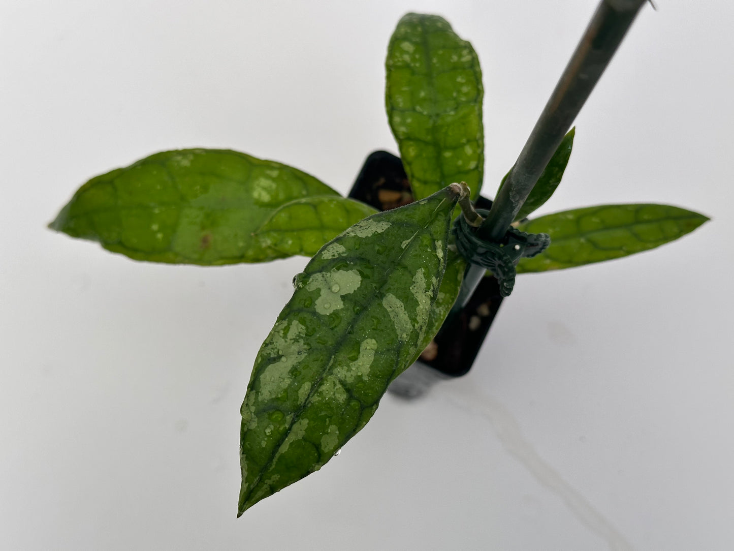Hoya finlaysonii (black leaves, splash)