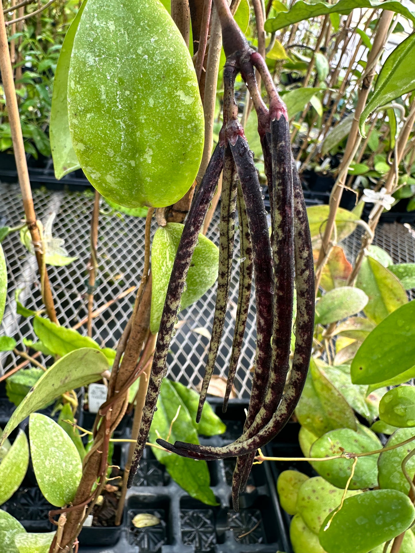 Hoya Seeds (10)