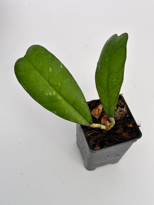 Hoya sp. Mutiara