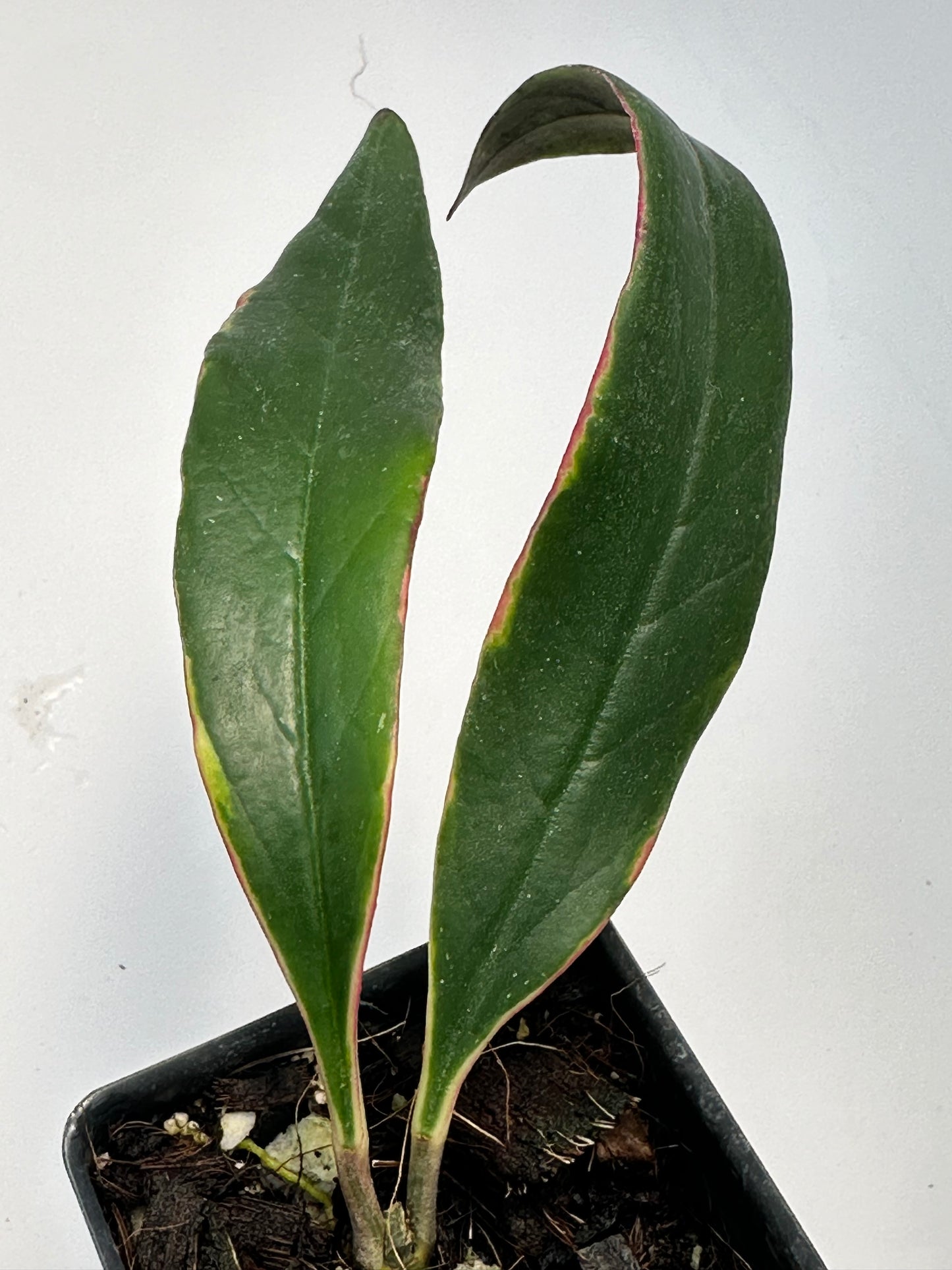 Hoya sulawesiana (outer variegated)