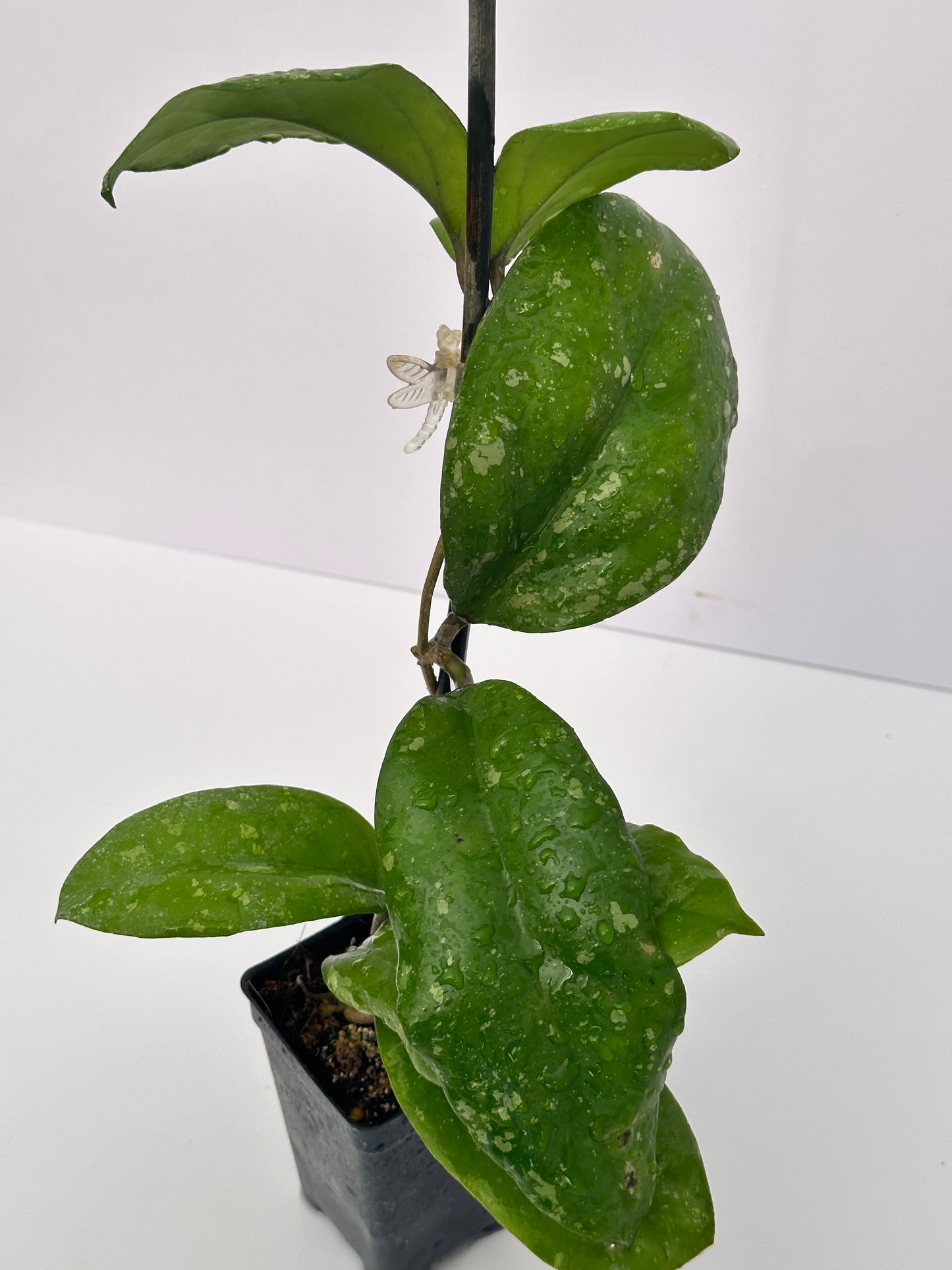 Hoya Seedling from ‘Priktai’