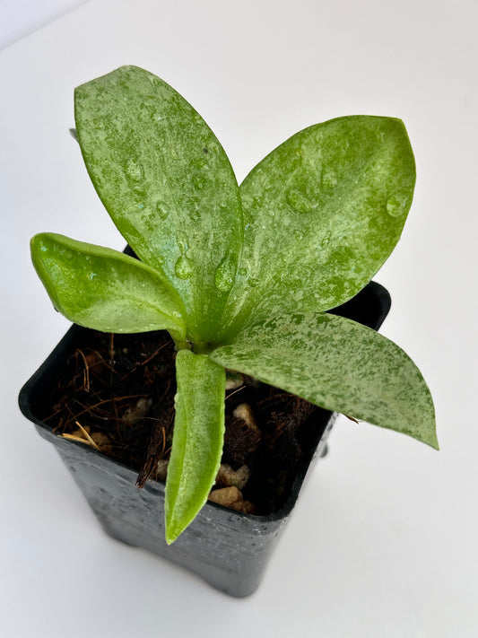 Hoya carnosa ‘Nova Ghost’