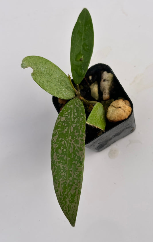 Hoya sp. Indonesia (splash)