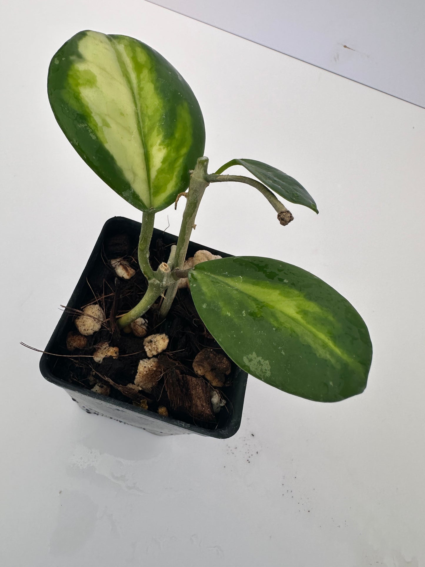 Hoya obovata (inner variegated)