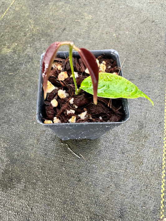 Hoya chloroleuca