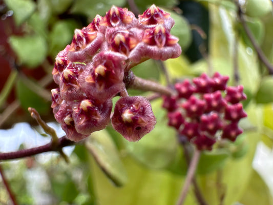 Hoya bakoensis