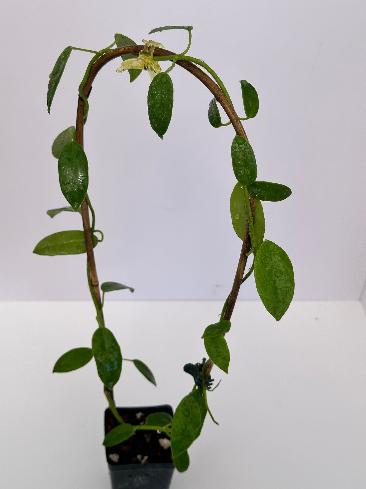 Hoya coronaria (pink)