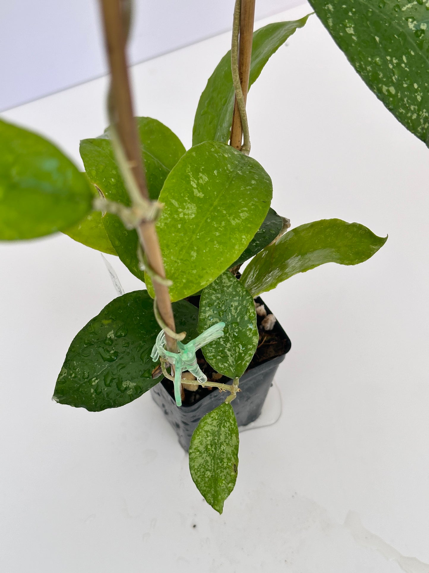 Hoya sp. Java (splash)