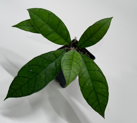 Hoya callistophylla ‘Lucky’