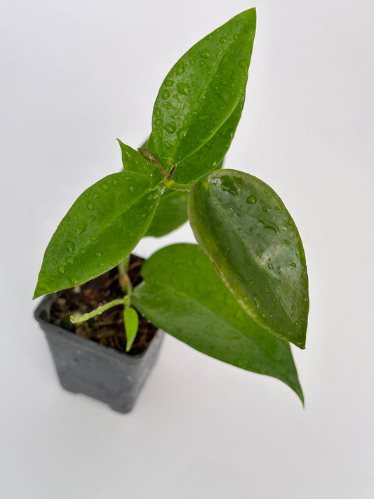 Hoya macgillivrayi Langkelly Creek