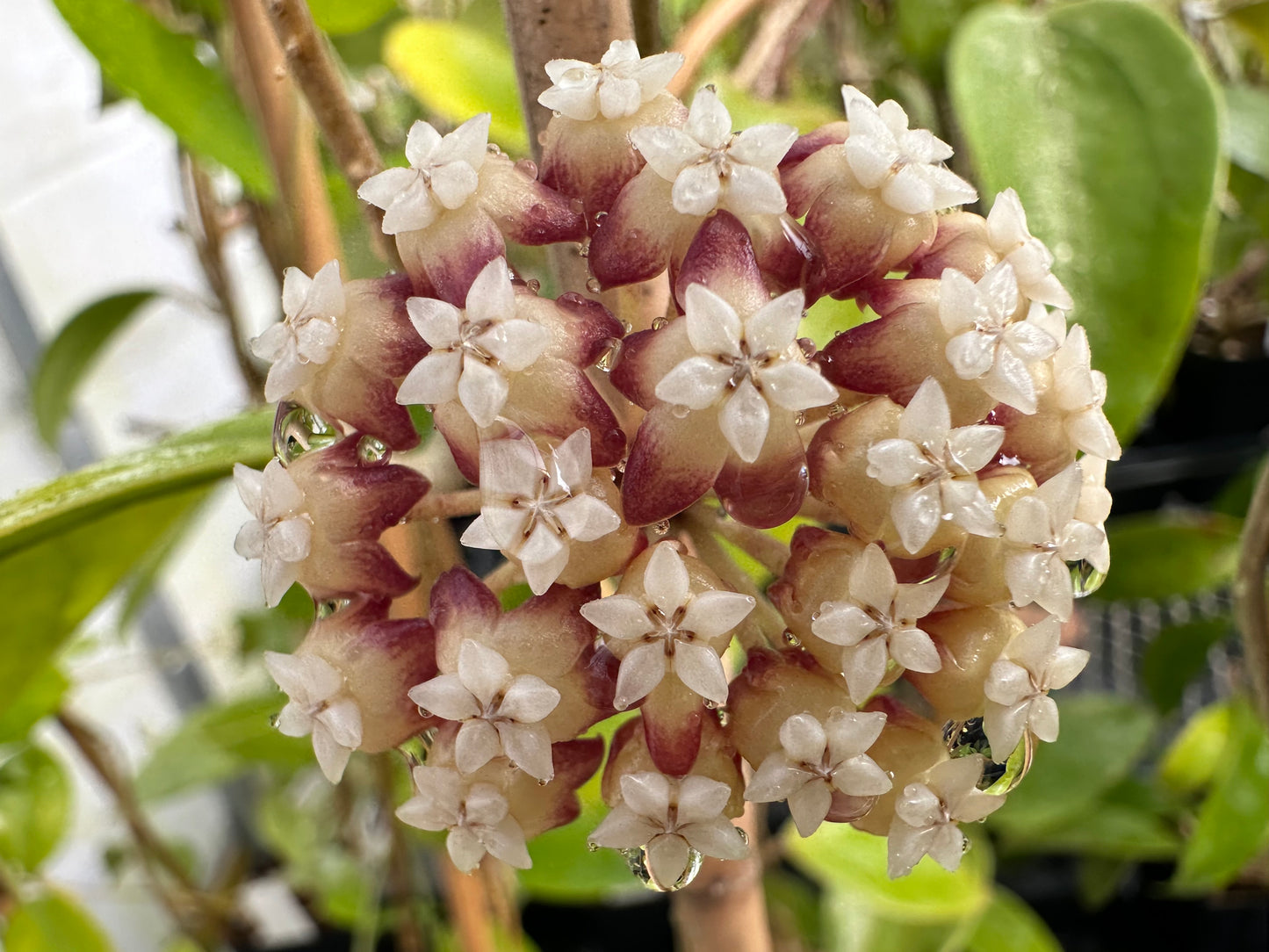 Hoya sp. Kalsel