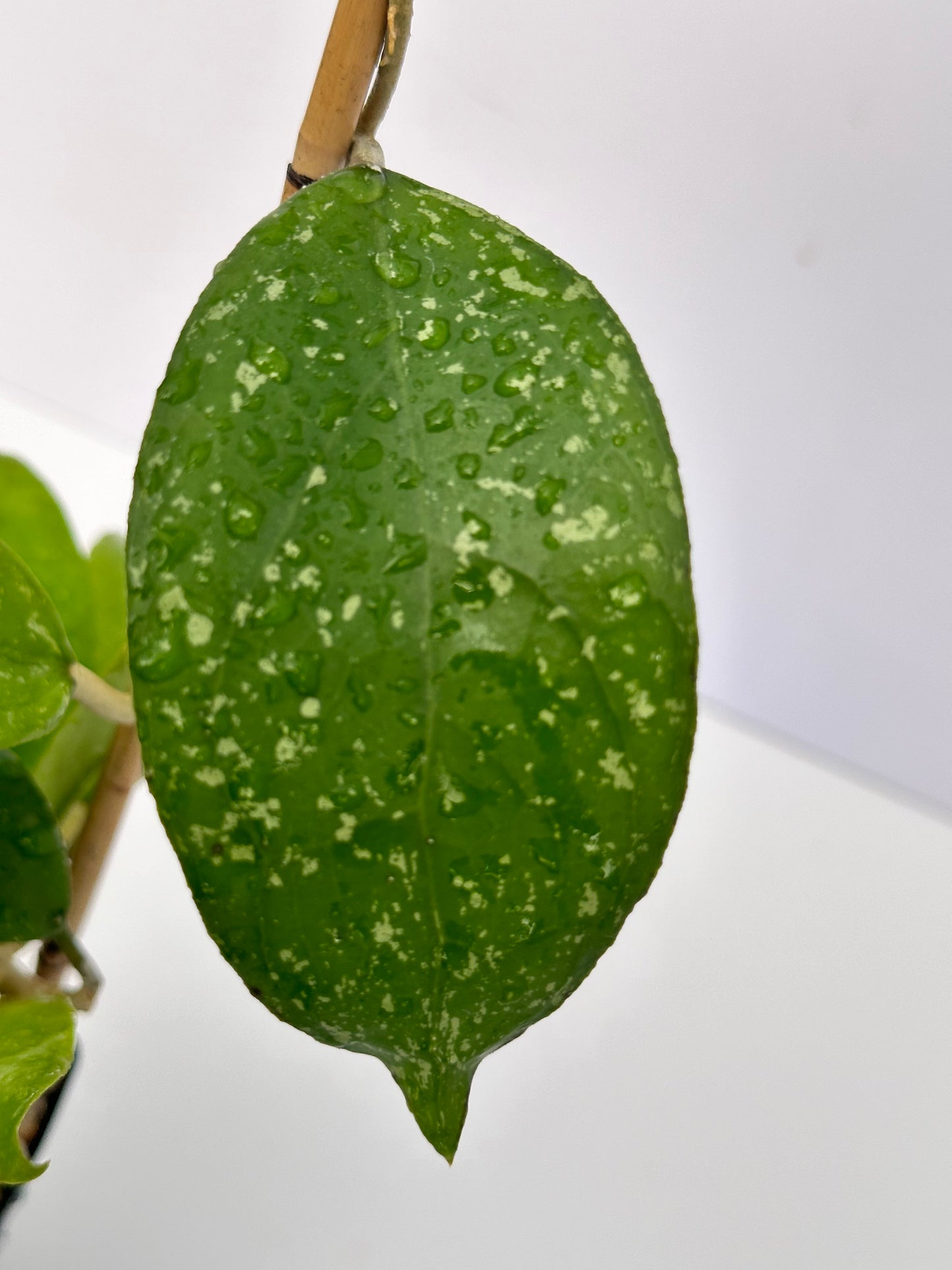 Hoya sp. Java (splash)