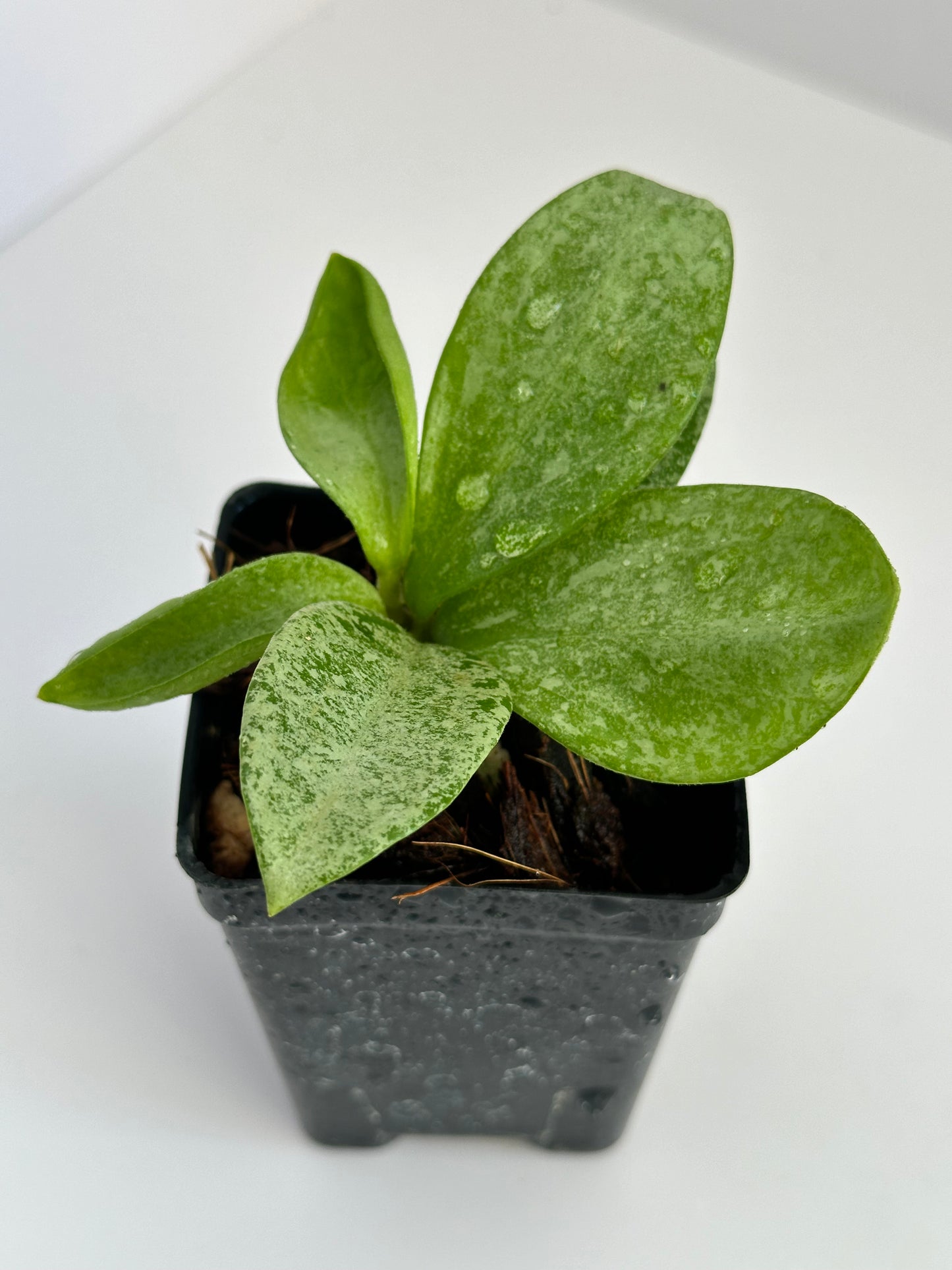 Hoya carnosa ‘Nova Ghost’