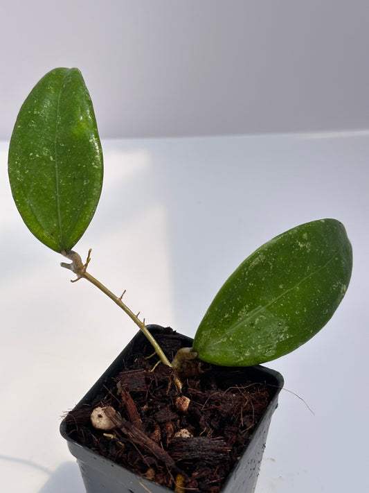 Hoya ‘Stevo’ RHM 011-05